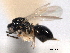  ( - CNCHYM 10509)  @11 [ ] CreativeCommons - Attribution (2012) CNC/CBG Photography Group Centre for Biodiversity Genomics