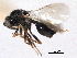  ( - CNCHYM 10511)  @11 [ ] CreativeCommons - Attribution (2012) CNC/CBG Photography Group Centre for Biodiversity Genomics