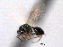  (Asaphes hirsutus - CNCHYM 10517)  @11 [ ] CreativeCommons - Attribution (2012) CNC/CBG Photography Group Centre for Biodiversity Genomics
