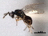  ( - CNCHYM 10518)  @11 [ ] CreativeCommons - Attribution (2012) CNC/CBG Photography Group Centre for Biodiversity Genomics