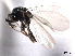  ( - CNCHYM 10524)  @11 [ ] CreativeCommons - Attribution (2012) CNC/CBG Photography Group Centre for Biodiversity Genomics