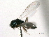  ( - CNCHYM 10525)  @11 [ ] CreativeCommons - Attribution (2012) CNC/CBG Photography Group Centre for Biodiversity Genomics