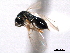  ( - CNCHYM 10529)  @11 [ ] CreativeCommons - Attribution (2012) CNC/CBG Photography Group Centre for Biodiversity Genomics