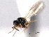  ( - CNCHYM 10530)  @11 [ ] CreativeCommons - Attribution (2012) CNC/CBG Photography Group Centre for Biodiversity Genomics