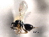  ( - CNCHYM 10531)  @11 [ ] CreativeCommons - Attribution (2012) CNC/CBG Photography Group Centre for Biodiversity Genomics