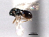  ( - CNCHYM 10532)  @11 [ ] CreativeCommons - Attribution (2012) CNC/CBG Photography Group Centre for Biodiversity Genomics