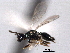  ( - CNCHYM 10533)  @11 [ ] CreativeCommons - Attribution (2012) CNC/CBG Photography Group Centre for Biodiversity Genomics