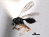  ( - CNCHYM 10539)  @11 [ ] CreativeCommons - Attribution (2012) CNC/CBG Photography Group Centre for Biodiversity Genomics