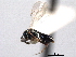  ( - CNCHYM 10542)  @11 [ ] CreativeCommons - Attribution (2012) CNC/CBG Photography Group Centre for Biodiversity Genomics