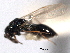  ( - CNCHYM 10543)  @11 [ ] CreativeCommons - Attribution (2012) CNC/CBG Photography Group Centre for Biodiversity Genomics