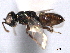  ( - CNCHYM 10626)  @11 [ ] CreativeCommons - Attribution (2012) CNC/CBG Photography Group Centre for Biodiversity Genomics