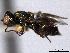  ( - CNCHYM 10628)  @11 [ ] CreativeCommons - Attribution (2012) CNC/CBG Photography Group Centre for Biodiversity Genomics