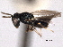  ( - CNCHYM 10774)  @11 [ ] CreativeCommons - Attribution (2012) CNC/CBG Photography Group Centre for Biodiversity Genomics