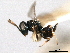  ( - CNCHYM 10775)  @11 [ ] CreativeCommons - Attribution (2012) CNC/CBG Photography Group Centre for Biodiversity Genomics