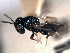  ( - CNCHYM 10776)  @11 [ ] CreativeCommons - Attribution (2012) CNC/CBG Photography Group Centre for Biodiversity Genomics