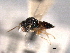 ( - CNCHYM 10787)  @11 [ ] CreativeCommons - Attribution (2012) CNC/CBG Photography Group Centre for Biodiversity Genomics