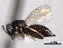  ( - CNCHYM 10800)  @11 [ ] CreativeCommons - Attribution (2012) CNC/CBG Photography Group Centre for Biodiversity Genomics