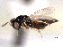  ( - CNCHYM 10801)  @11 [ ] CreativeCommons - Attribution (2012) CNC/CBG Photography Group Centre for Biodiversity Genomics
