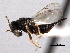  ( - CNCHYM 10802)  @11 [ ] CreativeCommons - Attribution (2012) CNC/CBG Photography Group Centre for Biodiversity Genomics
