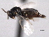  ( - CNCHYM 10804)  @11 [ ] CreativeCommons - Attribution (2012) CNC/CBG Photography Group Centre for Biodiversity Genomics