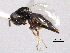  ( - CNCHYM 10805)  @11 [ ] CreativeCommons - Attribution (2012) CNC/CBG Photography Group Centre for Biodiversity Genomics