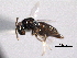  ( - CNCHYM 10806)  @11 [ ] CreativeCommons - Attribution (2012) CNC/CBG Photography Group Centre for Biodiversity Genomics