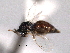  ( - CNCHYM 10807)  @11 [ ] CreativeCommons - Attribution (2012) CNC/CBG Photography Group Centre for Biodiversity Genomics