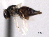  ( - CNCHYM 10809)  @11 [ ] CreativeCommons - Attribution (2012) CNC/CBG Photography Group Centre for Biodiversity Genomics