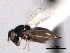  ( - CNCHYM 10810)  @11 [ ] CreativeCommons - Attribution (2012) CNC/CBG Photography Group Centre for Biodiversity Genomics