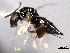  (Lyrcus incertus - CNCHYM 10827)  @11 [ ] CreativeCommons - Attribution (2012) CNC/CBG Photography Group Centre for Biodiversity Genomics