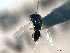  ( - CNCHYM 10833)  @11 [ ] CreativeCommons - Attribution (2012) CNC/CBG Photography Group Centre for Biodiversity Genomics