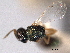  ( - CNCHYM 10834)  @11 [ ] CreativeCommons - Attribution (2012) CNC/CBG Photography Group Centre for Biodiversity Genomics