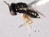  ( - CNCHYM 10836)  @11 [ ] CreativeCommons - Attribution (2012) CNC/CBG Photography Group Centre for Biodiversity Genomics