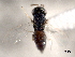  (Lyrcus hermeas - CNCHYM 10844)  @11 [ ] CreativeCommons - Attribution (2012) CNC/CBG Photography Group Centre for Biodiversity Genomics