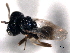  ( - CNCHYM 10898)  @11 [ ] CreativeCommons - Attribution (2012) CNC/CBG Photography Group Centre for Biodiversity Genomics