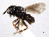  ( - CNCHYM 10899)  @11 [ ] CreativeCommons - Attribution (2012) CNC/CBG Photography Group Centre for Biodiversity Genomics
