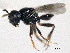  ( - CNCHYM 10900)  @11 [ ] CreativeCommons - Attribution (2012) CNC/CBG Photography Group Centre for Biodiversity Genomics