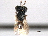  ( - CNCHYM 10901)  @11 [ ] CreativeCommons - Attribution (2012) CNC/CBG Photography Group Centre for Biodiversity Genomics