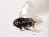  ( - CNCHYM 10959)  @11 [ ] CreativeCommons - Attribution (2012) CNC/CBG Photography Group Centre for Biodiversity Genomics