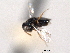  (Eunotus cretaceus - CNCHYM 10960)  @11 [ ] CreativeCommons - Attribution (2012) CNC/CBG Photography Group Centre for Biodiversity Genomics