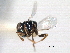  ( - CNCHYM 10962)  @11 [ ] CreativeCommons - Attribution (2012) CNC/CBG Photography Group Centre for Biodiversity Genomics