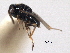  ( - CNCHYM 10963)  @11 [ ] CreativeCommons - Attribution (2012) CNC/CBG Photography Group Centre for Biodiversity Genomics