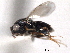  (Eunotus - CNCHYM 10964)  @12 [ ] CreativeCommons - Attribution (2012) CNC/CBG Photography Group Centre for Biodiversity Genomics