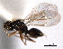  ( - CNCHYM 10996)  @11 [ ] CreativeCommons - Attribution (2012) CNC/CBG Photography Group Centre for Biodiversity Genomics