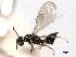  ( - CNCHYM 10997)  @11 [ ] CreativeCommons - Attribution (2012) CNC/CBG Photography Group Centre for Biodiversity Genomics