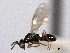  ( - CNCHYM 10998)  @11 [ ] CreativeCommons - Attribution (2012) CNC/CBG Photography Group Centre for Biodiversity Genomics