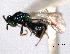  ( - CNCHYM 11002)  @11 [ ] CreativeCommons - Attribution (2012) CNC/CBG Photography Group Centre for Biodiversity Genomics