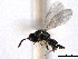  (Merismus lasthenes - CNCHYM 11008)  @11 [ ] CreativeCommons - Attribution (2012) CNC/CBG Photography Group Centre for Biodiversity Genomics