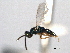  (Rhicnocoelia constans - CNCHYM 11026)  @11 [ ] CreativeCommons - Attribution (2012) CNC/CBG Photography Group Centre for Biodiversity Genomics
