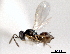  ( - CNCHYM 11032)  @11 [ ] CreativeCommons - Attribution (2012) CNC/CBG Photography Group Centre for Biodiversity Genomics